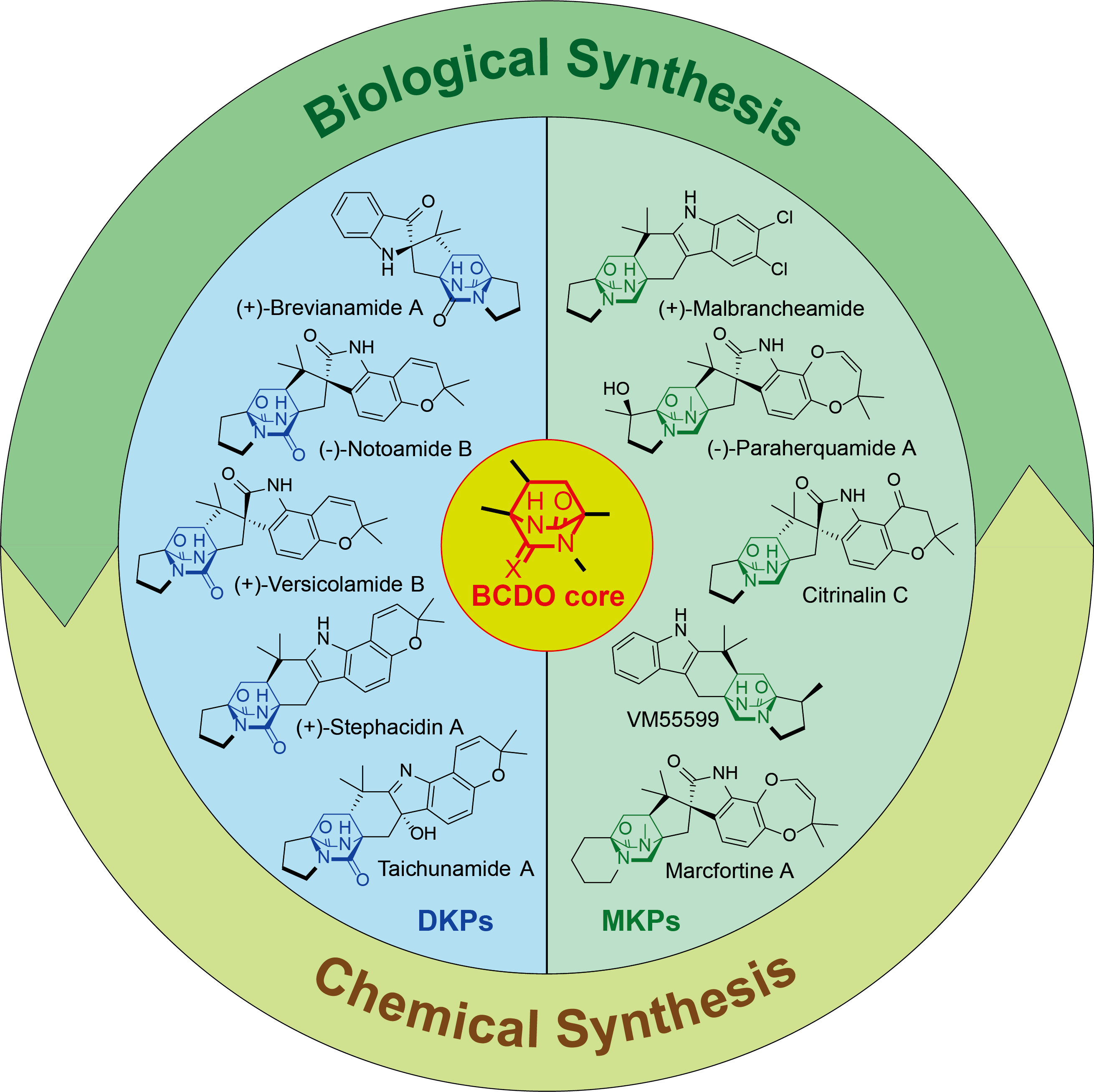 生物合成與化學交叉驅動的新領域 天然產物與藥物化學的融合
