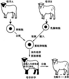 克隆技術的發展與挑戰 從植物到動物的復雜之旅